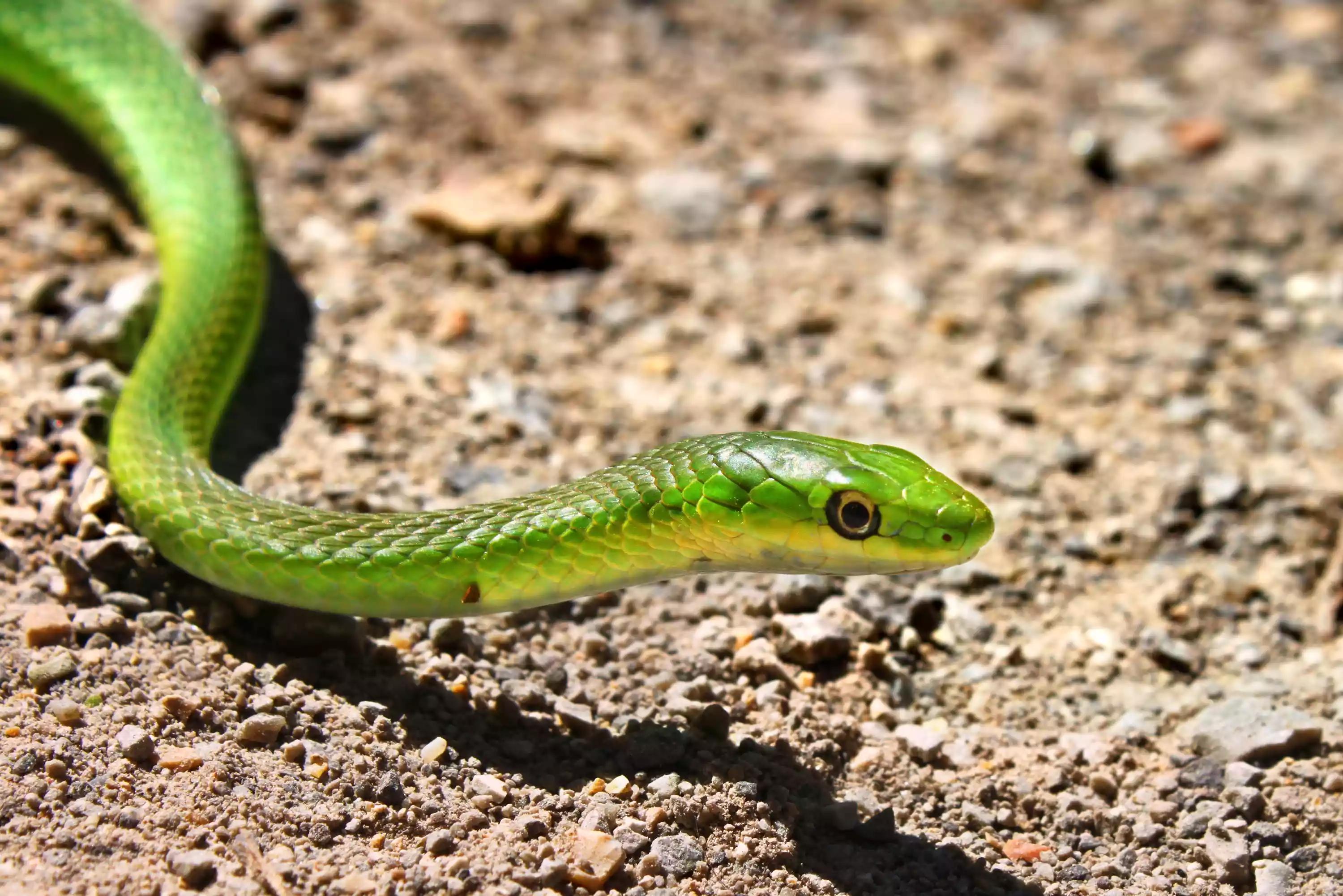 毒蛇有毒吗蛇会咬人吗,有毒毒蛇和没毒蛇如何区别