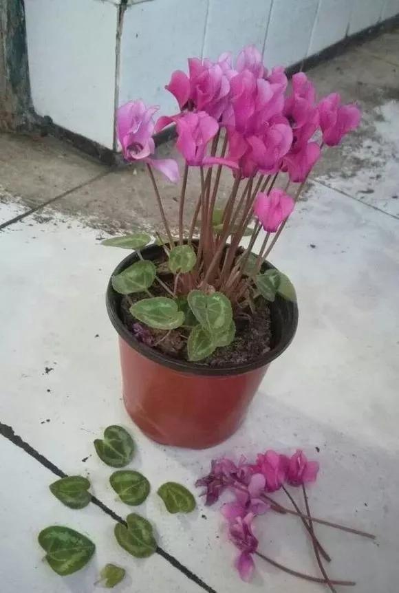 什么花最好养最耐阴,什么花最好种又耐阴