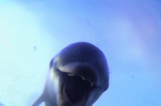 喜羊羊与灰太狼原始世界纪录片,喜羊羊与灰太狼每部片讲述的道理