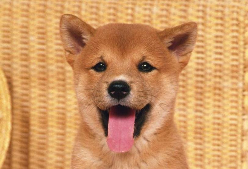 狗狗尾巴动作代表的含义,狗狗的尾巴动作代表的含义