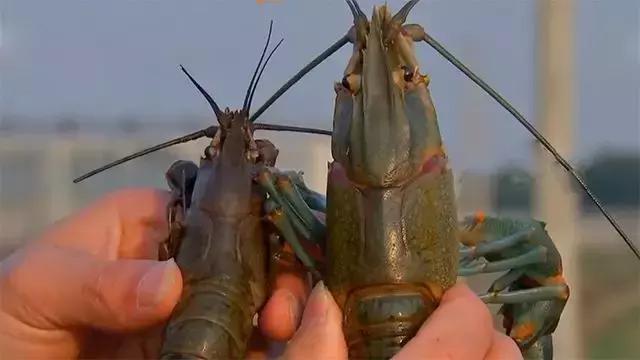 水泥池养龙虾有假的吗,龙虾水泥池养殖方法图解