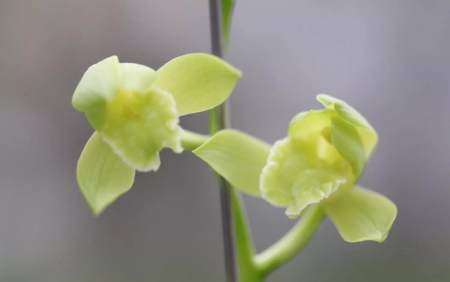 秦岭早年下山的一颗蕙兰荷素，后来成为传世名品