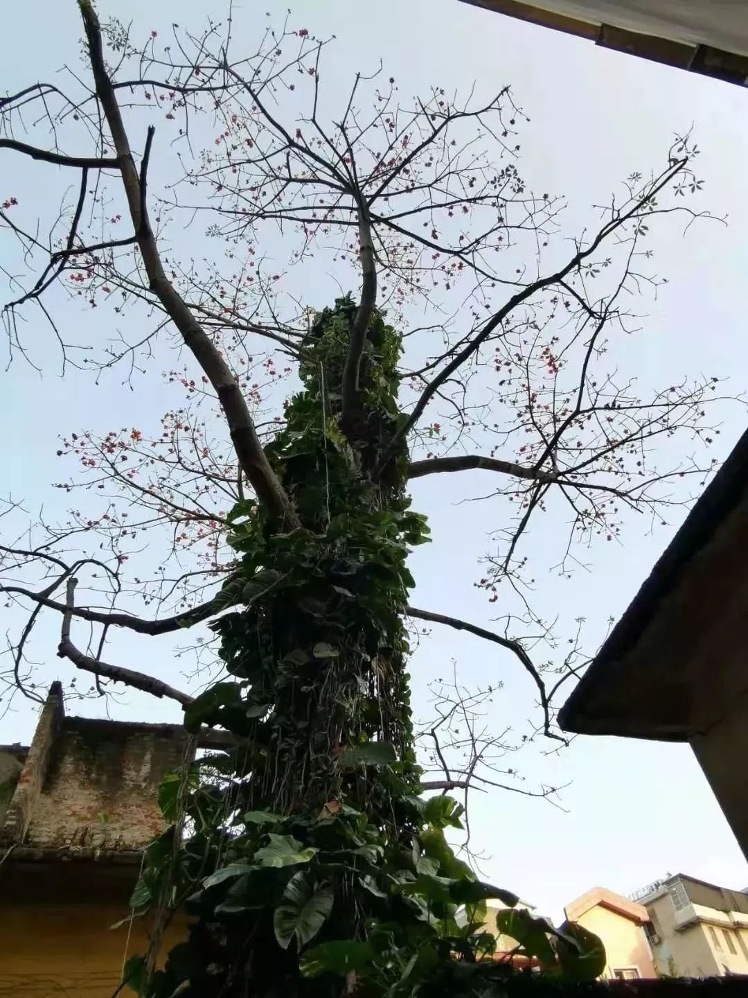 对不起我还是喜欢你,对不起我还是喜欢你日语谐音