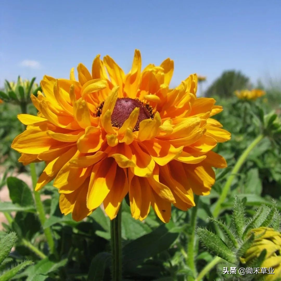 不低头始终向阳-黑心菊