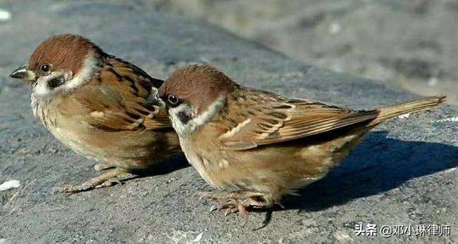 捕青蛙麻雀犯法吗,抓野生麻雀犯法吗要判多少年