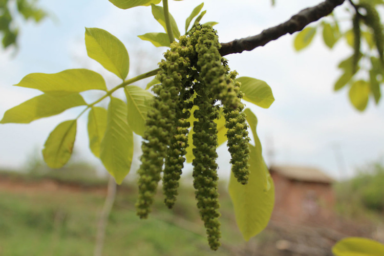 核桃树的植物学特征,核桃树的果实形状及颜色