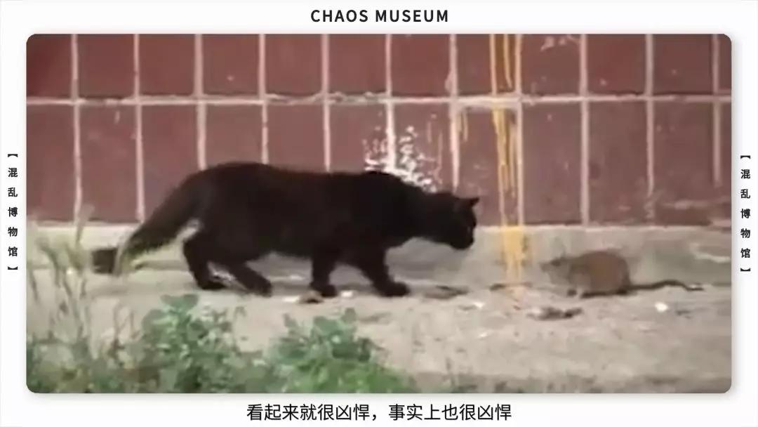 米老鼠是耗子吗,米老鼠原型是什么鼠