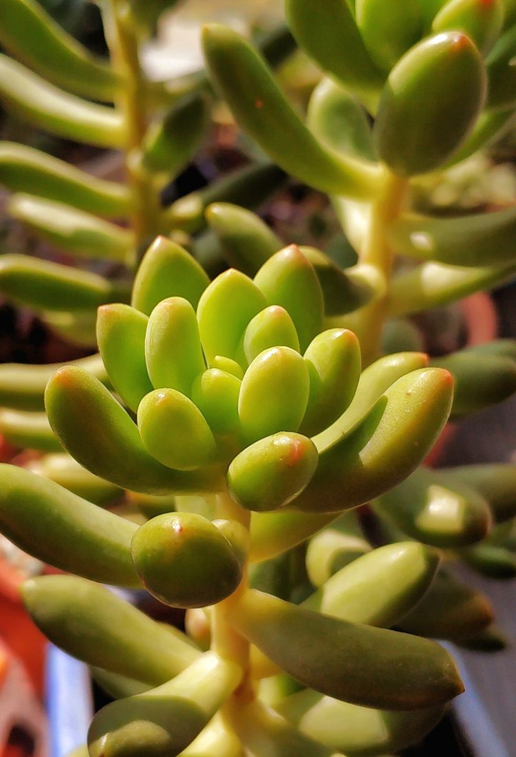 记录多肉长大的全过程,记录所有多肉成长过程