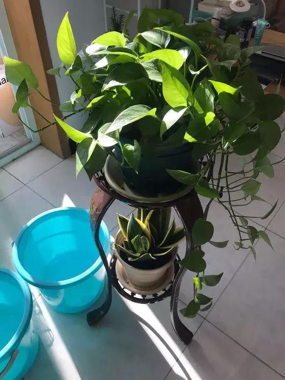 家养绿萝盆里的土越来越少怎么办,土养的绿萝要怎么样才不会黄叶子