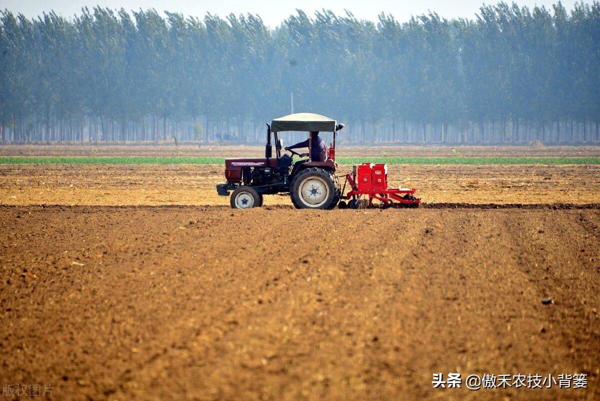 小麦早打和晚打有什么区别,小麦晚播品种能否早播