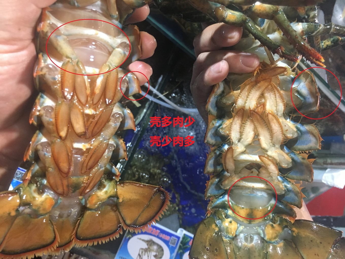 三亚旅游吃海鲜防宰攻略,三亚蜈支洲岛吃海鲜攻略