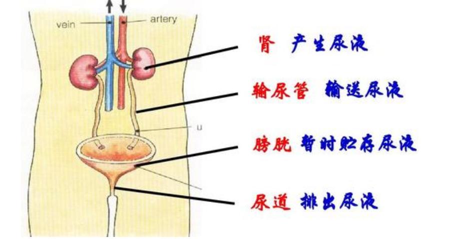 张医生讲体检小常识（一）出现蛋白尿是什么情况？