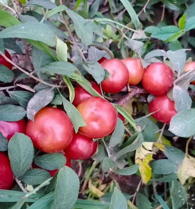 66元一斤钙果种植前景,浙江种植钙果哪里最好