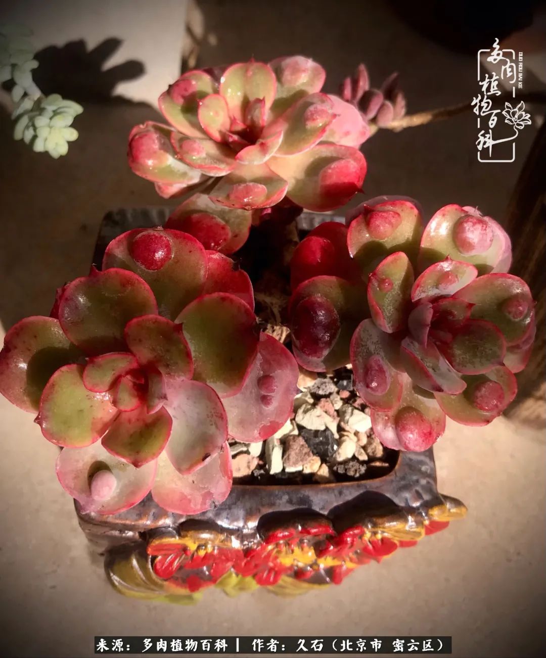 与多肉朝夕相伴的美好时光,多肉相伴人生无忧图片