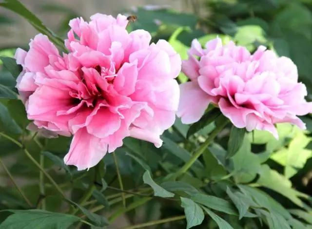 最美牡丹花与诗,牡丹最美诗词