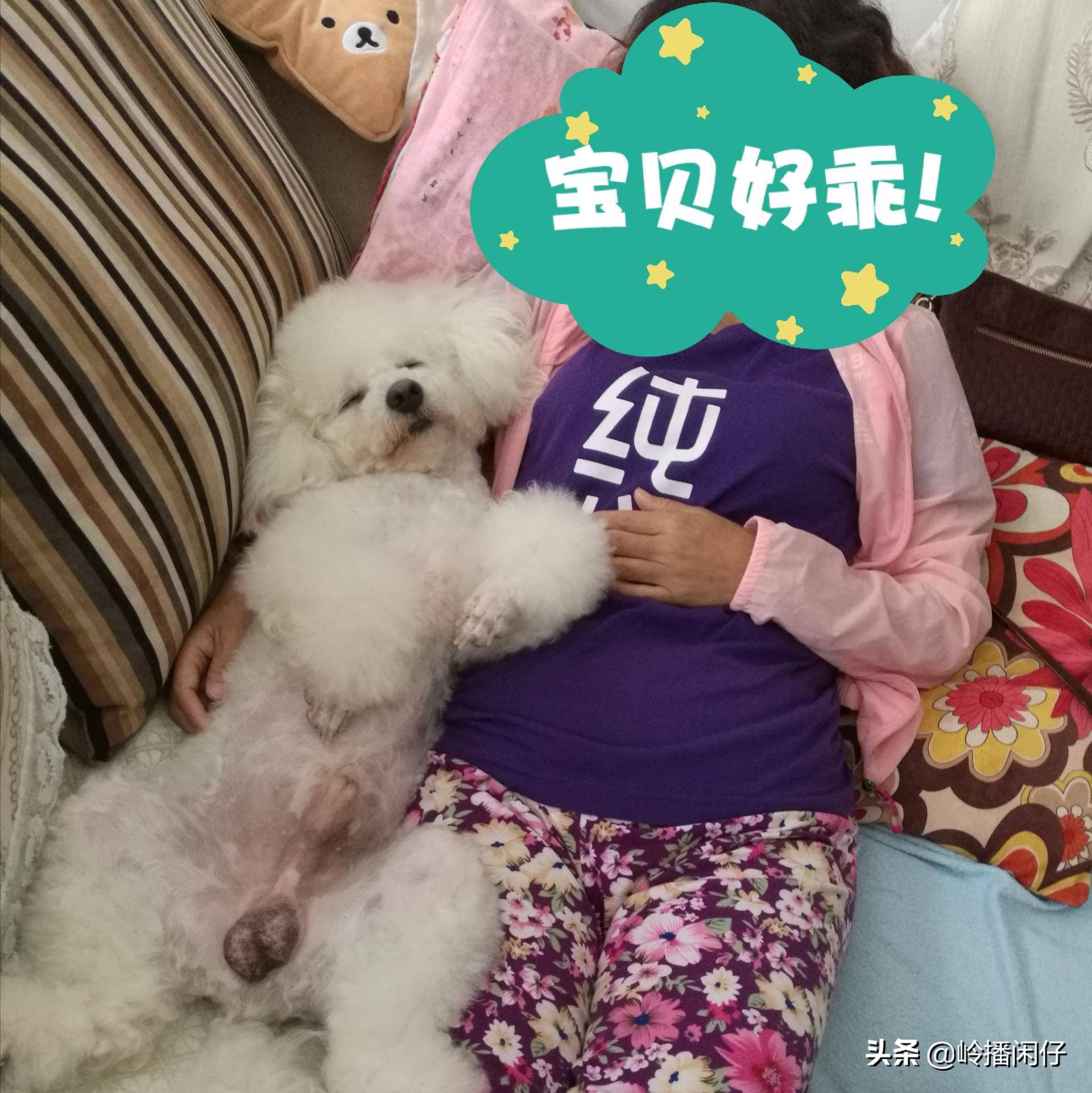 炎炎夏日金毛狗狗怎么能降温,炎炎夏日猫咪应该怎么安全度过