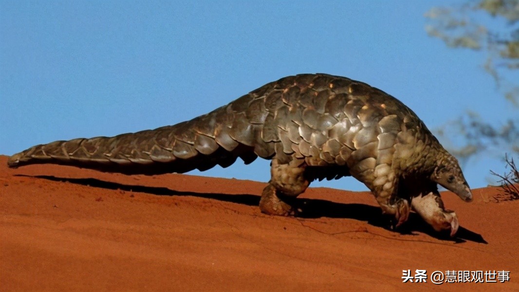 南柯真实事件,南柯事件全过程