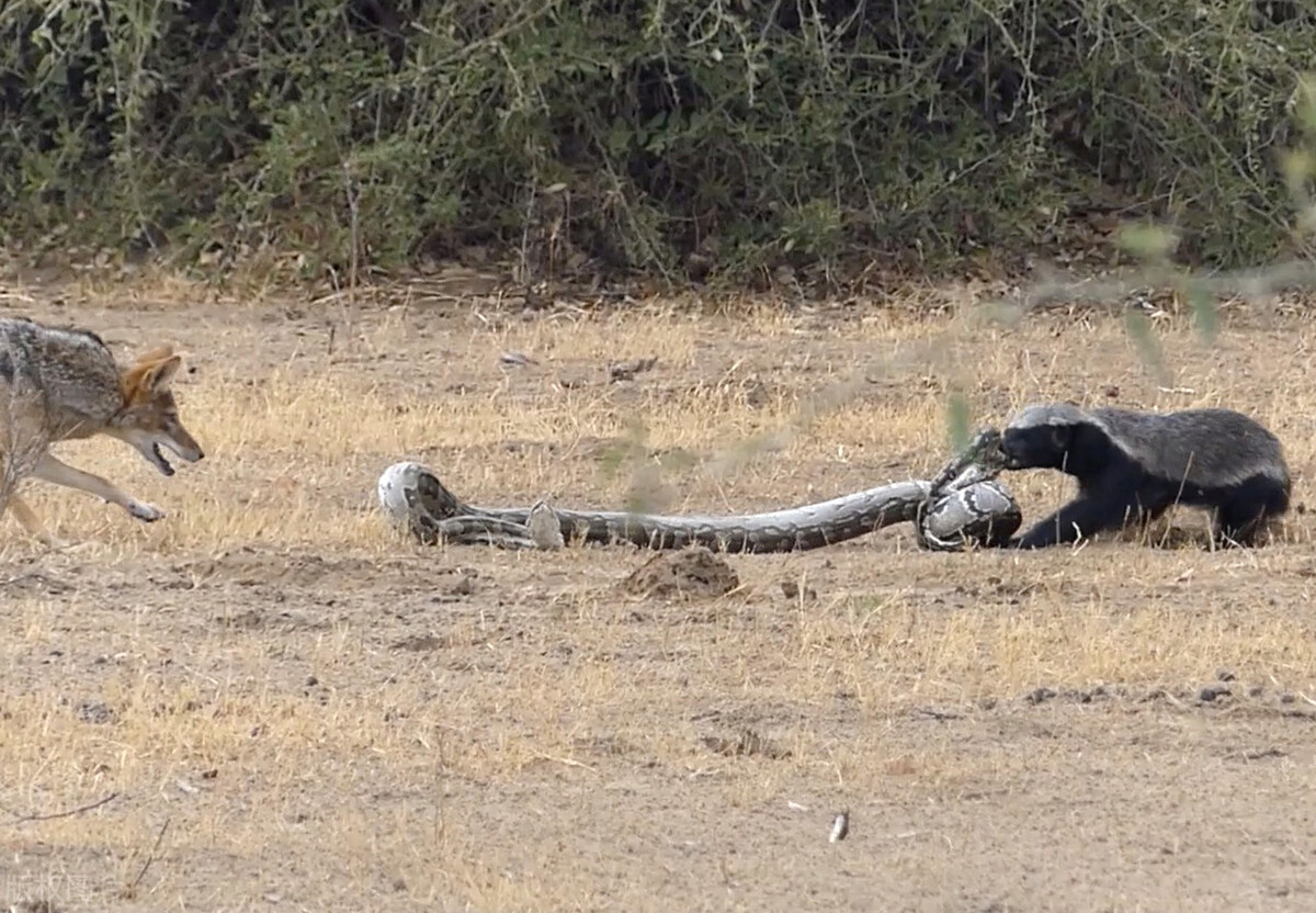 平头哥蜜獾无所畏惧智商很高,平头哥蜜獾到底是什么动物