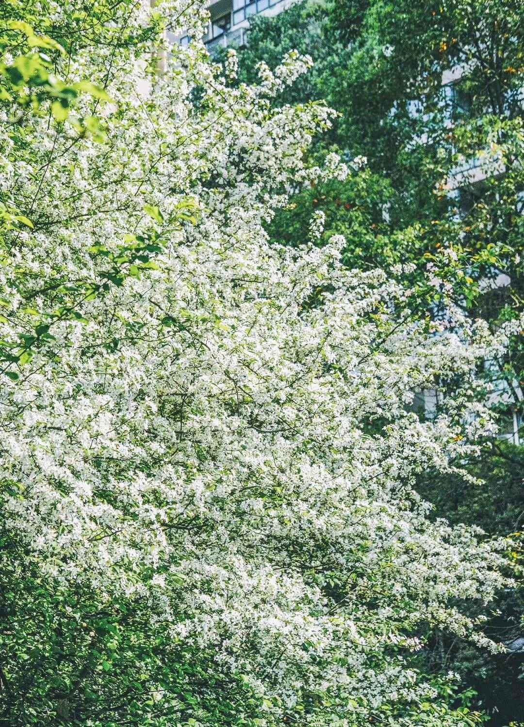 成都城市绿道,成都被山包围