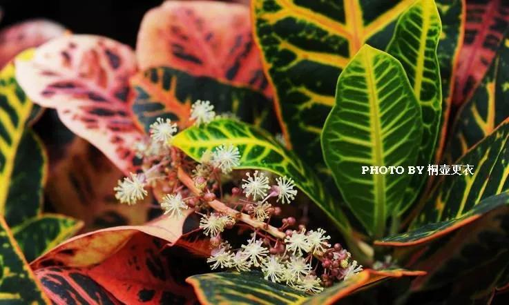 25种常见有毒的花草树木,警惕50种有毒植物