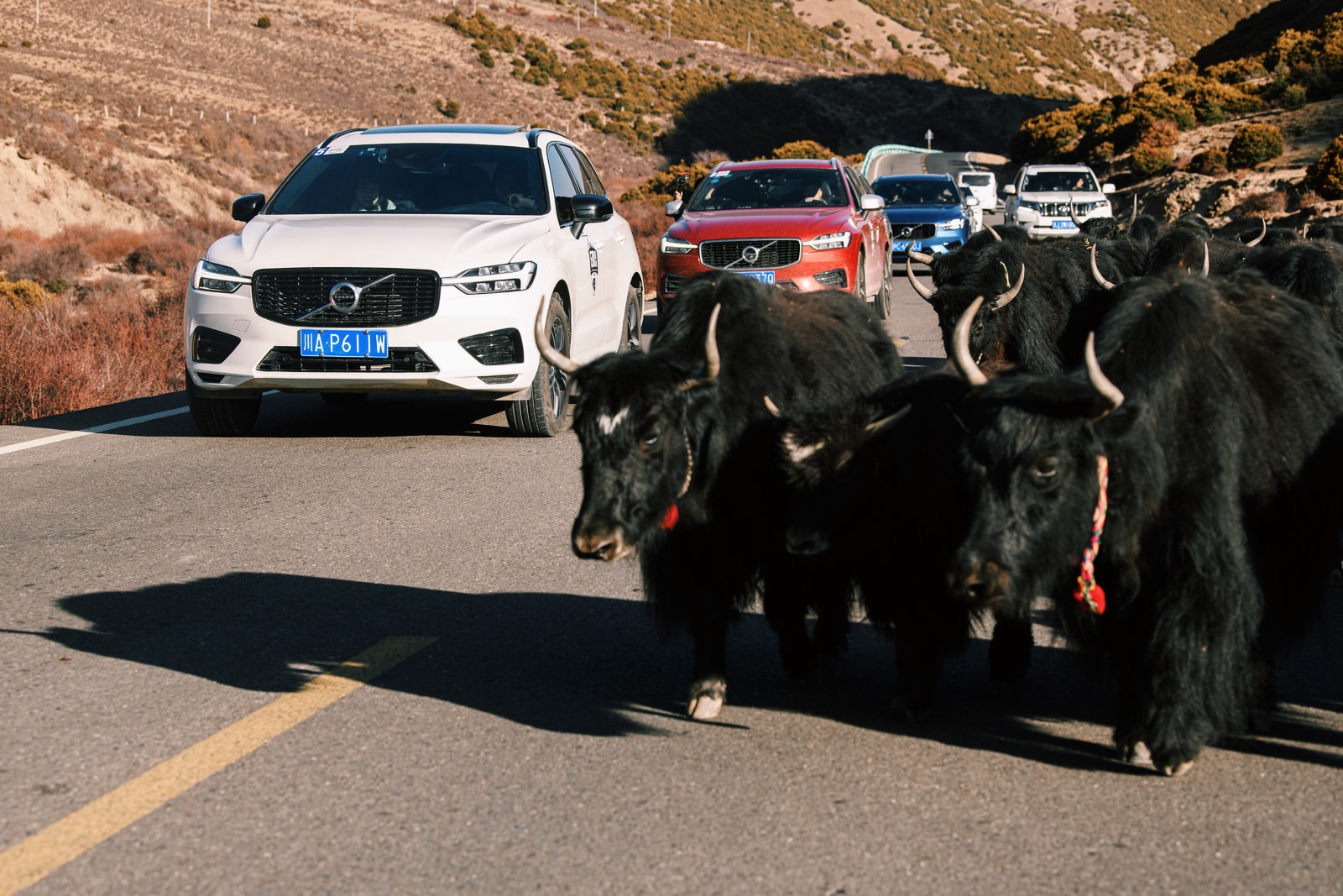 g318骑行上海,自驾g318川藏线分享沿途美景