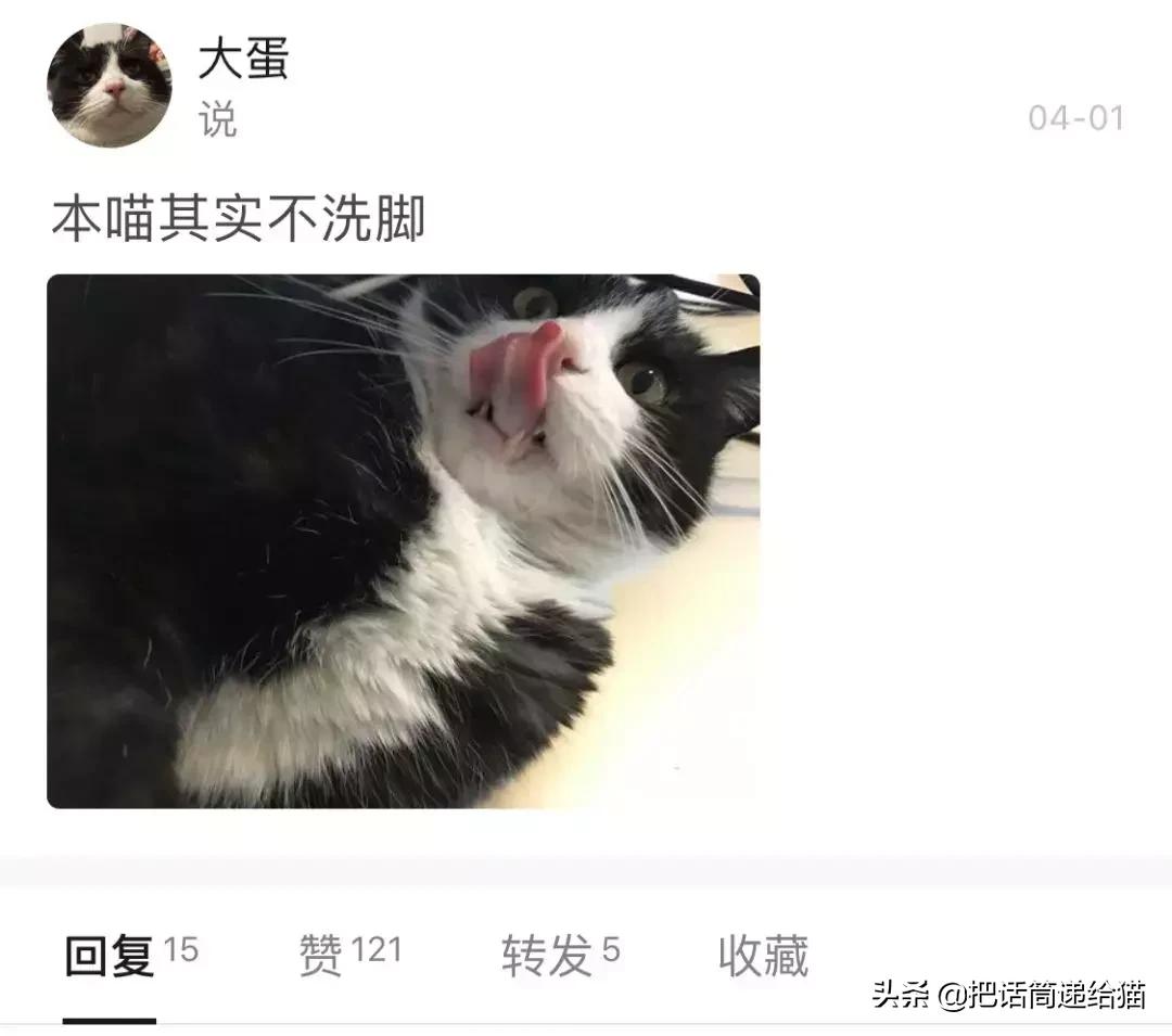 猫故事全集,猫故事小说