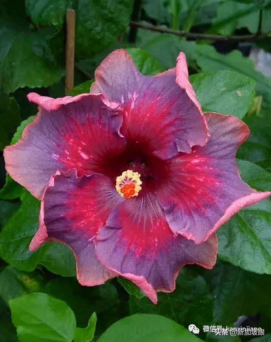 大红花和扶桑木槿有什么区别,木槿花和扶桑花哪个品种好