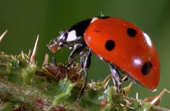 蚜虫到底怎么才能取出来,蚜虫是怎么来的