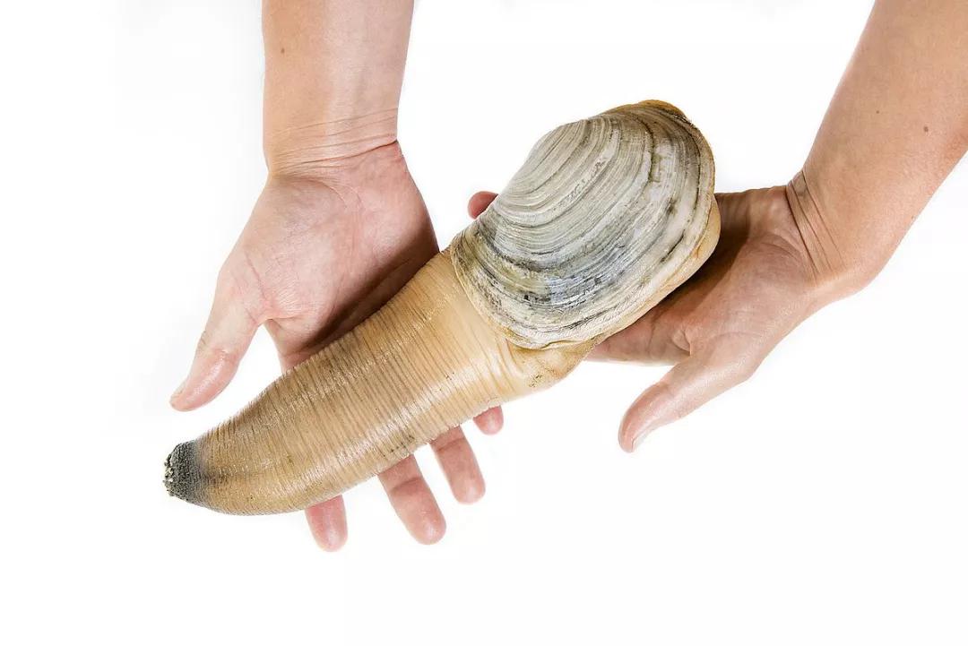 一层山小渔翁说：原来能做刺身的“大象鼻子”叫做象拔蚌