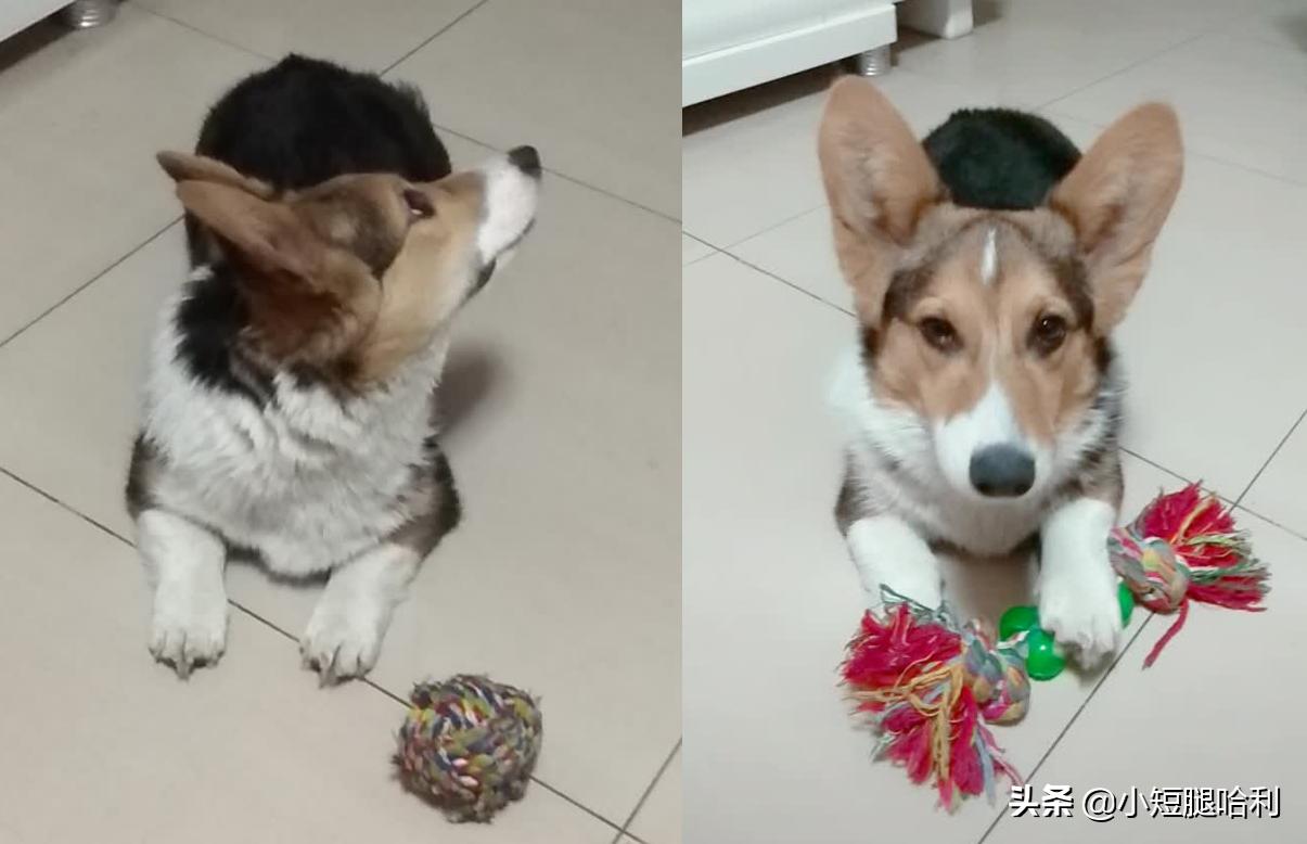 狗舍怎么养柯基,第一次养狗适合养柯基吗