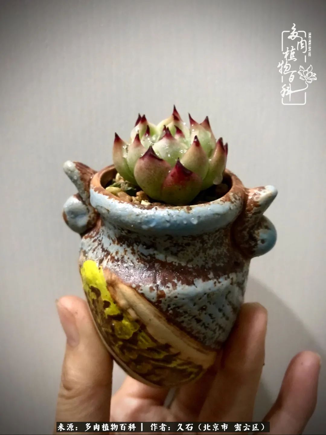 与多肉朝夕相伴的美好时光,多肉相伴人生无忧图片