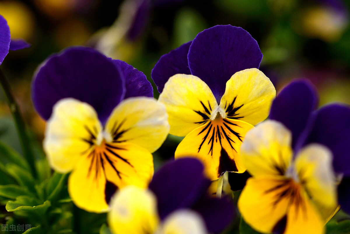 那些令人赞叹的庭院花卉,5种庭院生活方式的花卉