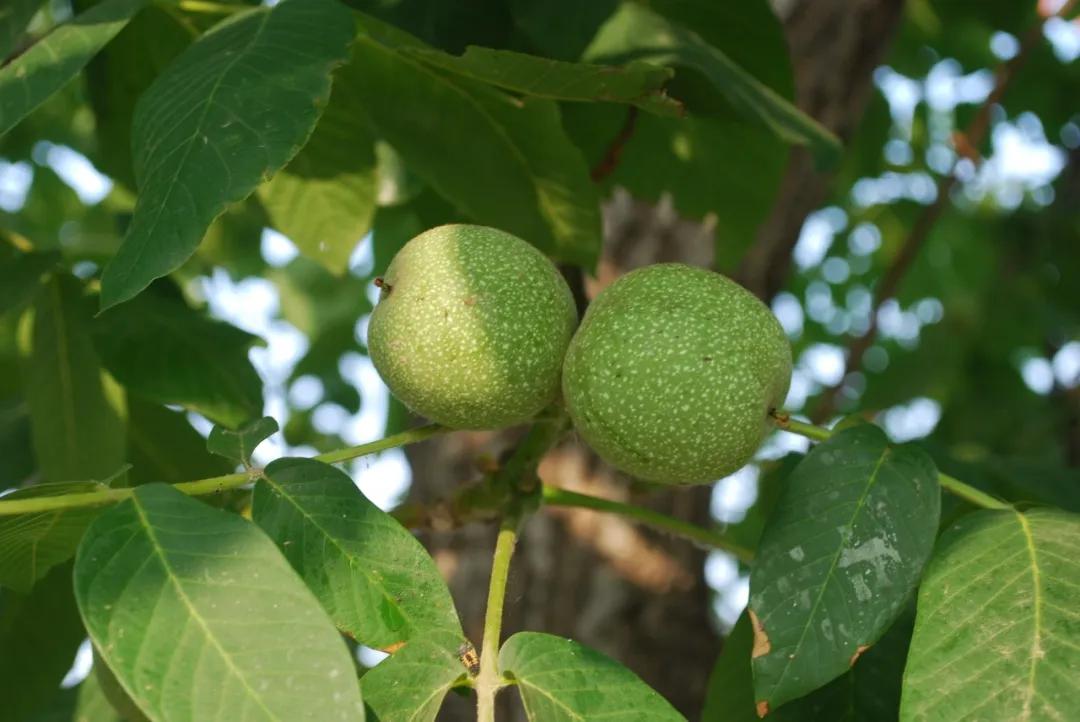 硬核整顿！高清中药教材原植物彩*图色**谱（四期）