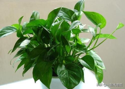 绿萝喝什么才绿油油,绿萝喝4种水长得贼快