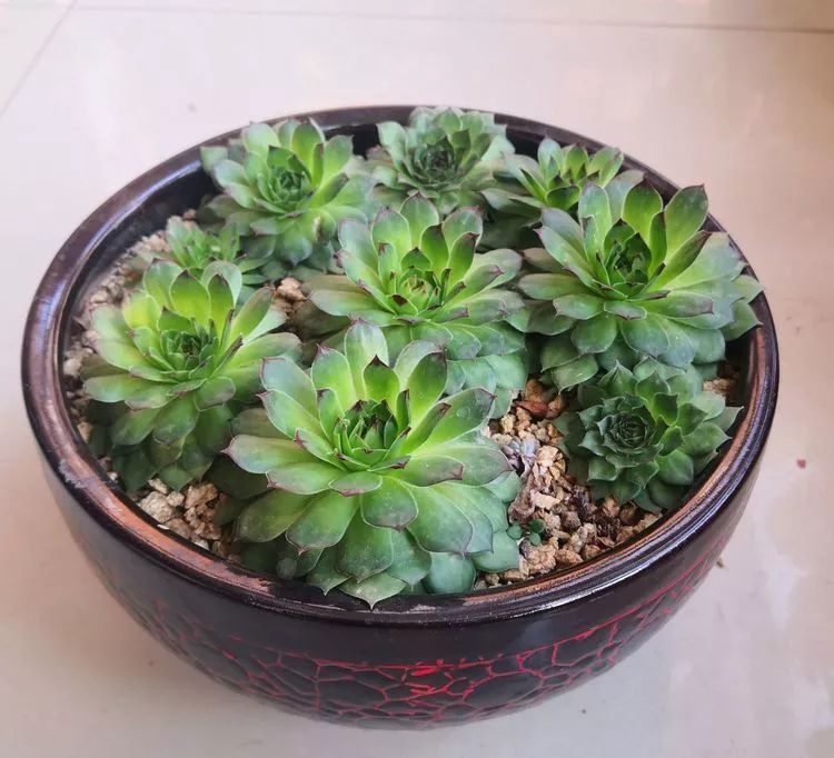 一花一叶一世界多肉,一花一世界多肉之美