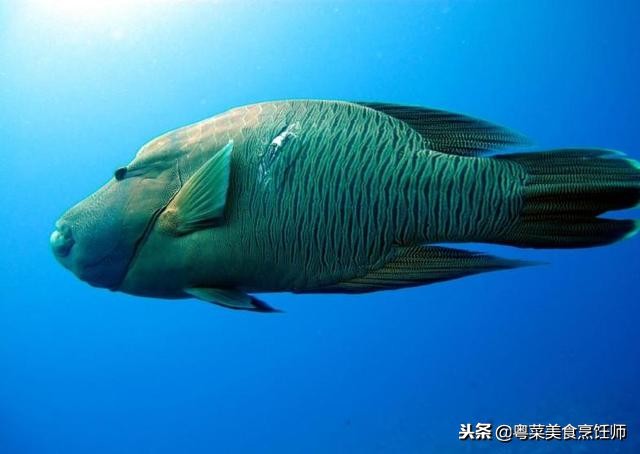 名贵海鲜食材排名,名贵海鱼大全图片