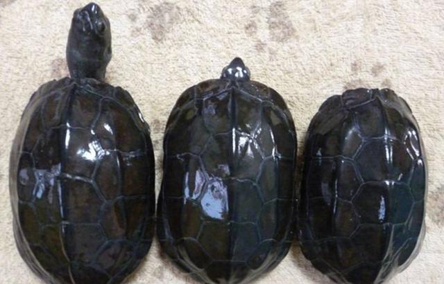 中华草龟怎么养,中华草龟怎么养最好