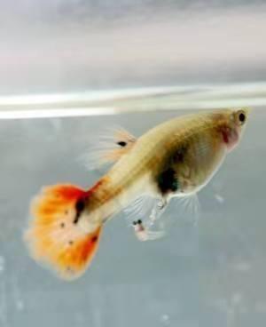 孔雀鱼苗刚出生肚子有个圆的东西,怎么样判断孔雀鱼苗刚出生不健康