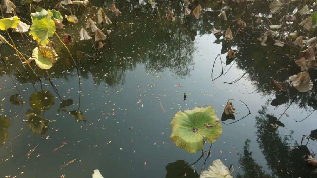 上海启庐太湖启园,太湖启园门票最新消息