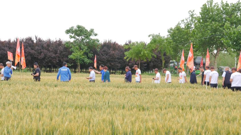 “丰吹麦浪”中化MAP农场观摩活动—陕西泾河站成功举办