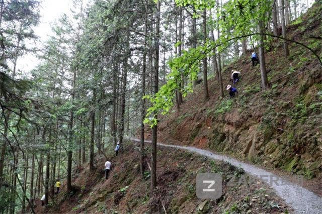贵州榕江黑木耳丰收助农增收致富,贵州黔西林下养殖闯出致富路