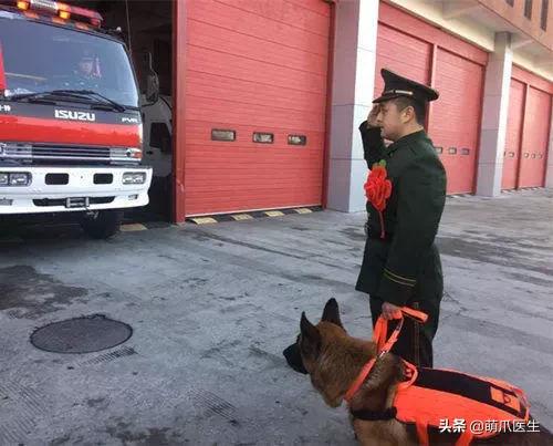 长得最像狼的狗,最帅狗