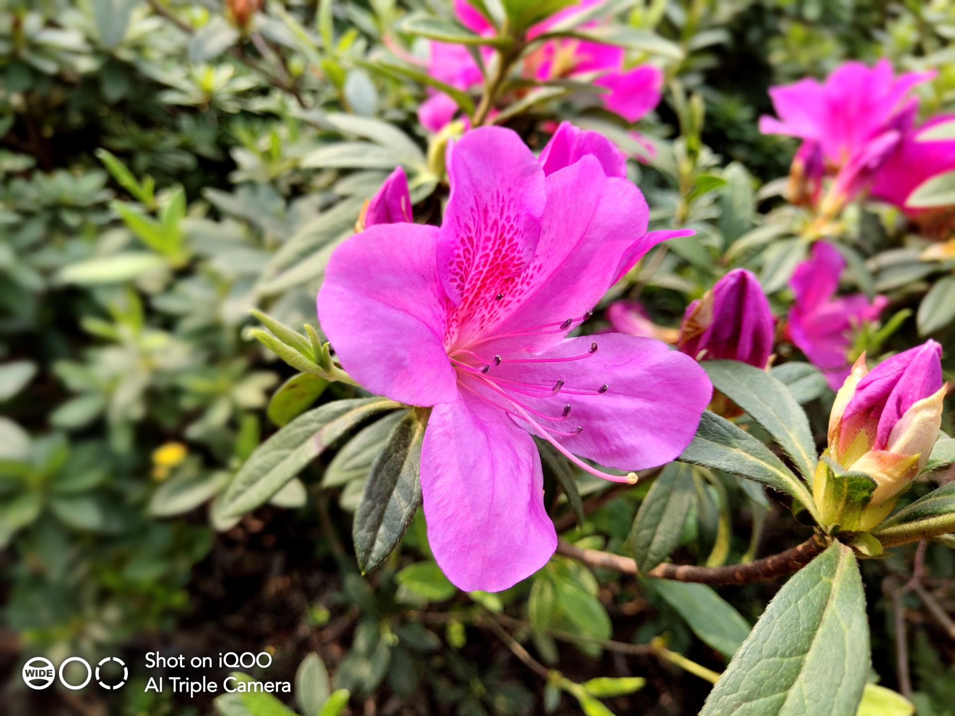 低价高配的iqoo手机测评,便宜的iqoo手机测评