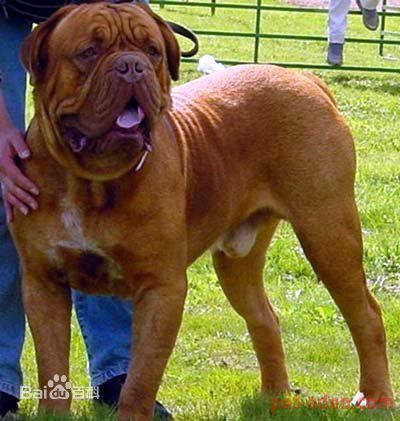 性格温顺的大型犬品种,宠物狗大型犬都有哪些品种