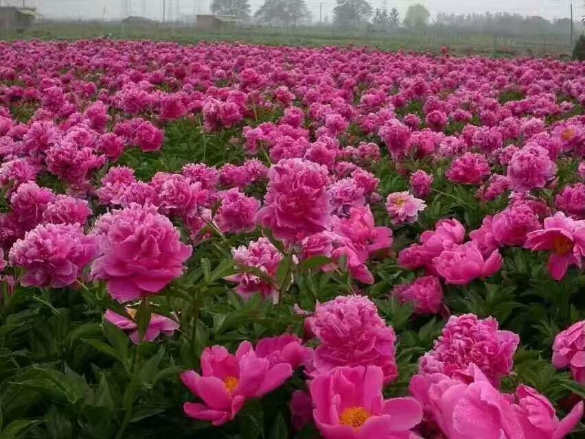 莫道春深百花残芍药花开正芬芳