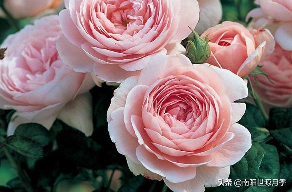推荐几款好养花期长的月季,推荐8款高颜值月季