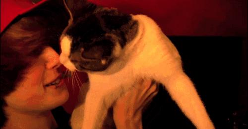 猫咪为什么对臭鞋、臭袜子那么感兴趣呢，这是重口味吗？