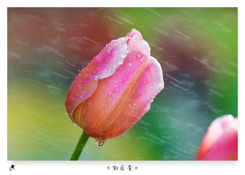 郁金香（turban）——爱情的花语，美丽的丝巾