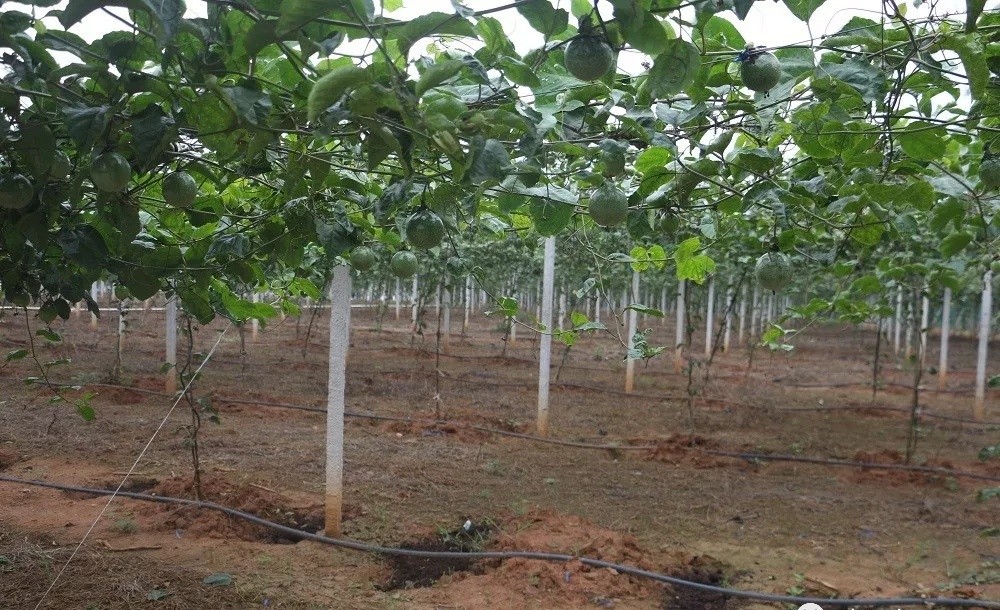 黄金百香果吃法,黄金百香果的功效与作用