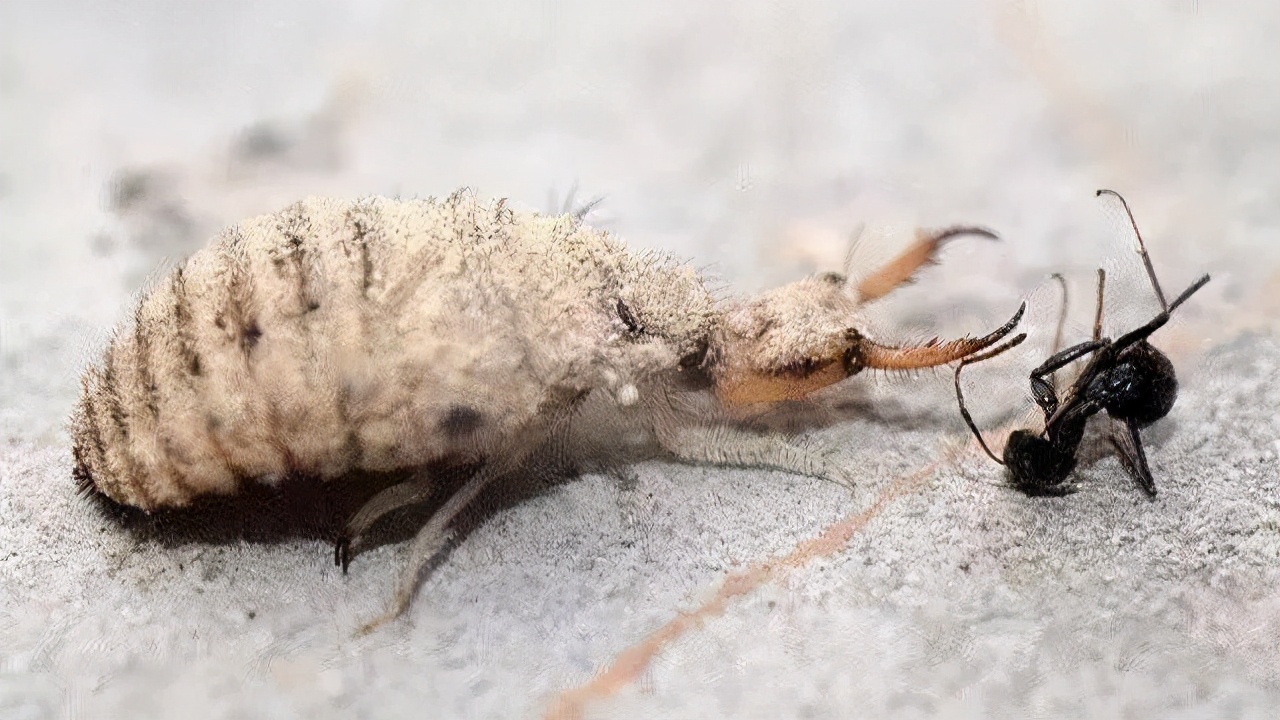 100个搞笑冷知识动物,奇葩动物冷知识你都知道哪几个